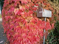  Leaves on my neighbour's wall - with US Mail postbox