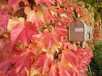  Leaves on my neighbour's wall - with US Mail postbox