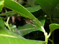  A spider hides under a leaf. Shot at zoom with external flash