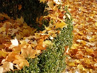  Autumn leaves fallen on a small hedge