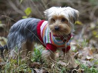 Lilly - The Yorkshire Terrier