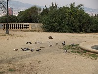  A wild cat sits among the pigeons - they don't seem to be bothered at all.