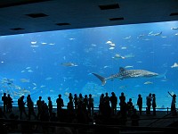  The aquarium contained 3 whale sharks!