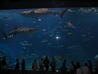  The aquarium contained 3 whale sharks!