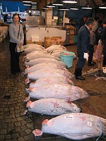  Tokyo fish markets at 7am - Lynn with multiple tuna