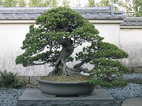  500 year old bonsai at the bonsai museum.