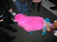  A coloured poodle attracts a huge crowd, all armed with camera phones.