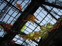  An autumn display at the Belagio - glass leaves
