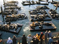  The local San Francisco sea lion colony. They are protected from harrassment by law.