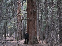  Redwood
