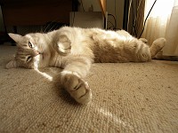  Neighbour's cat - Pascha