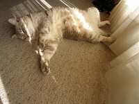  Neighbour's cat - Pascha