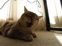  Neighbour's cat - Pascha