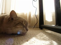  Neighbour's cat - Pascha
