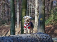  Lilly going for a walk in the forest